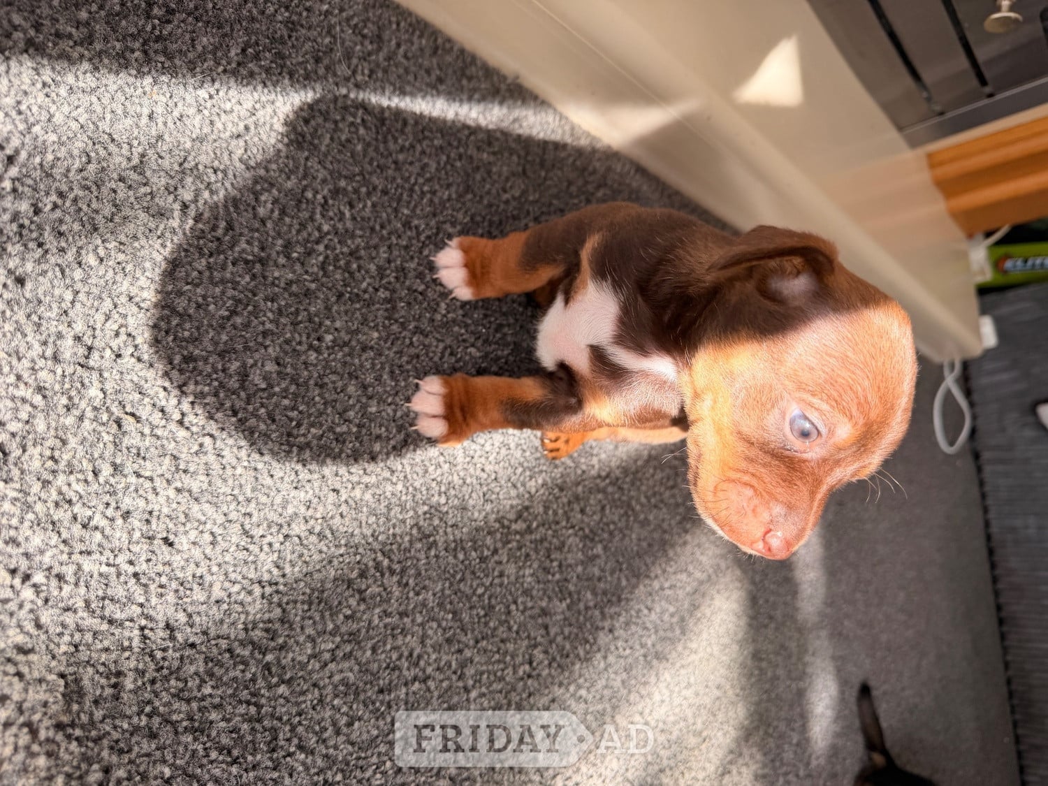 Jack Russel puppies  in Lingfield