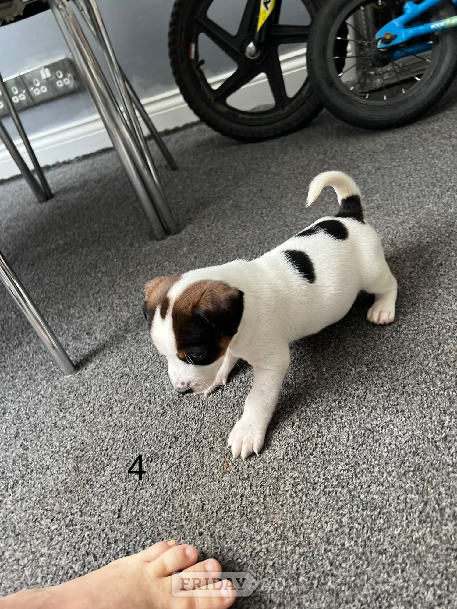 Jack Russel puppies 