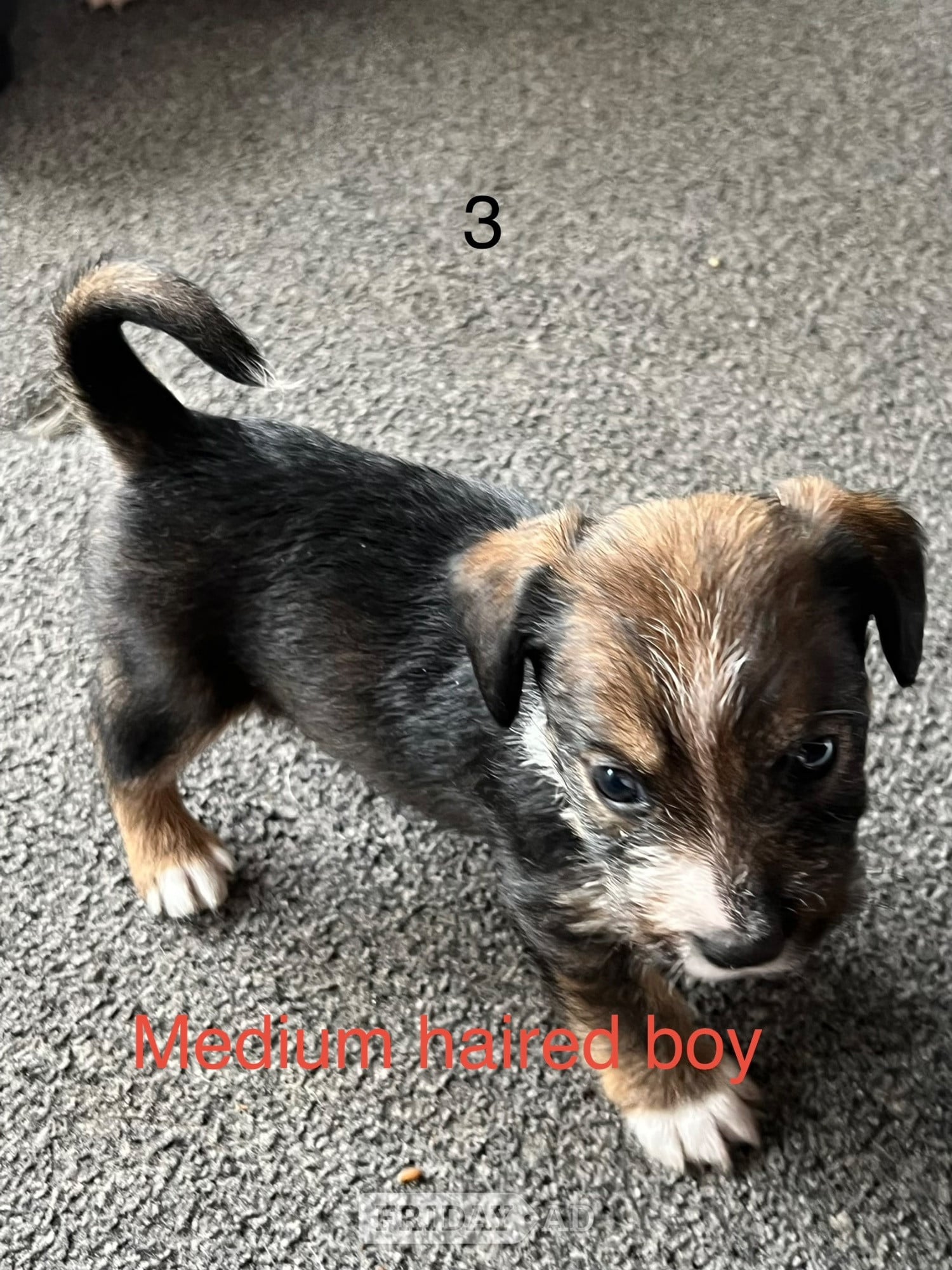 Lingfield Jack Russel puppies 
