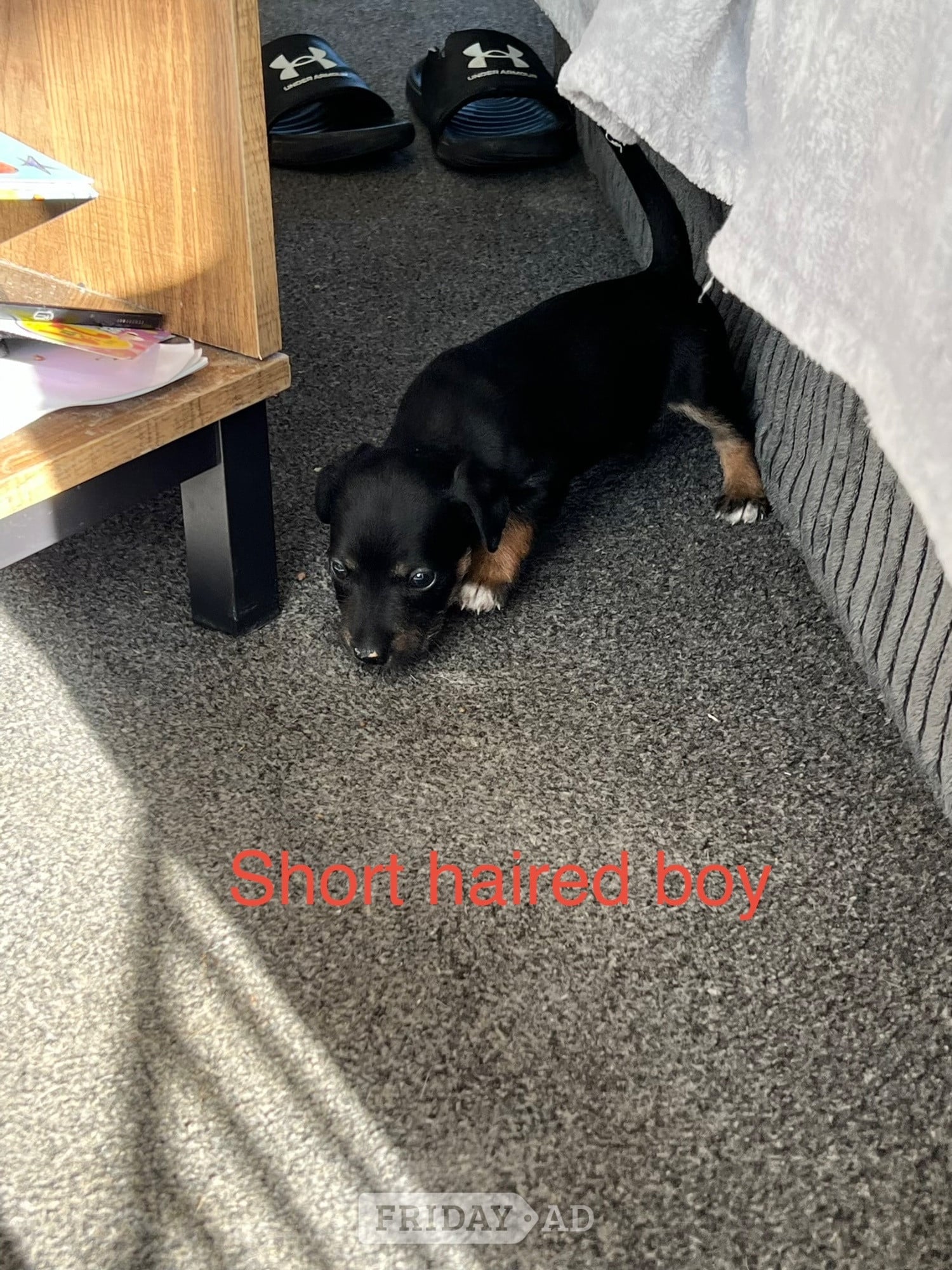Jack Russel puppies  - Dogs & Puppies in Lingfield