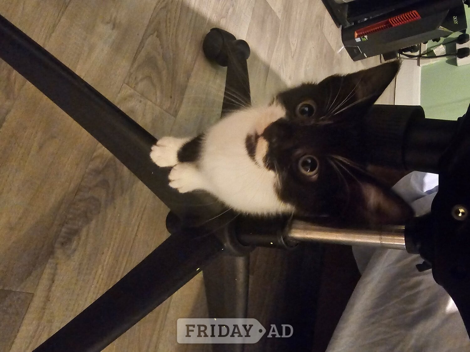 Lovely Kittens for sale in Crawley