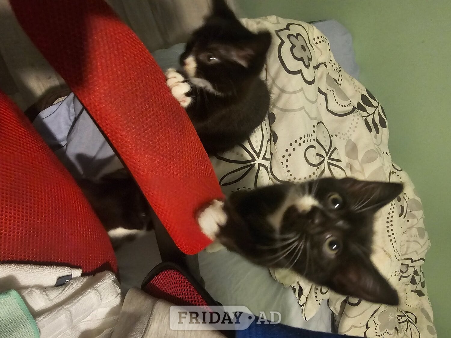 Crawley Lovely Kittens for sale