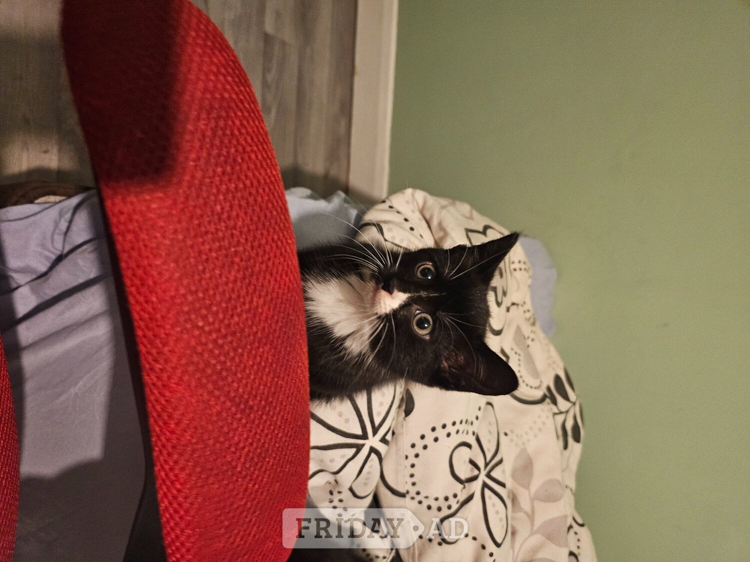 Lovely Kittens for sale - Cats & Kittens in Crawley