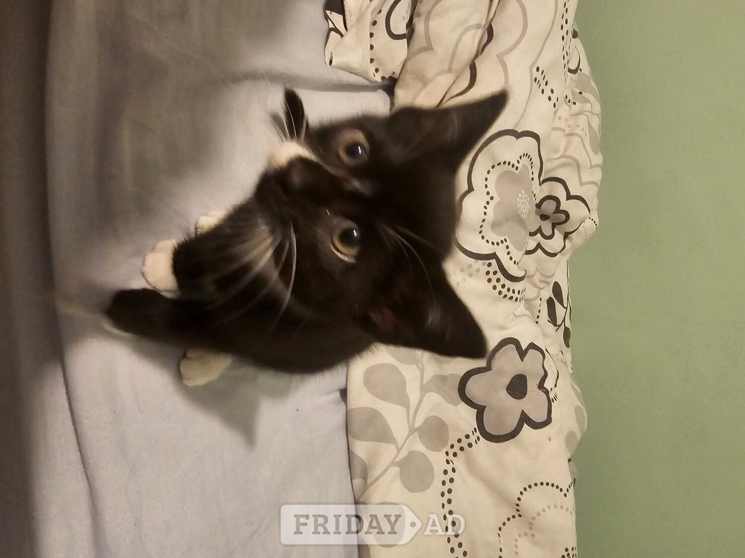 Lovely Kittens for sale - Cats & Kittens