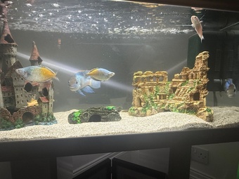 110L tank with stand and fish 