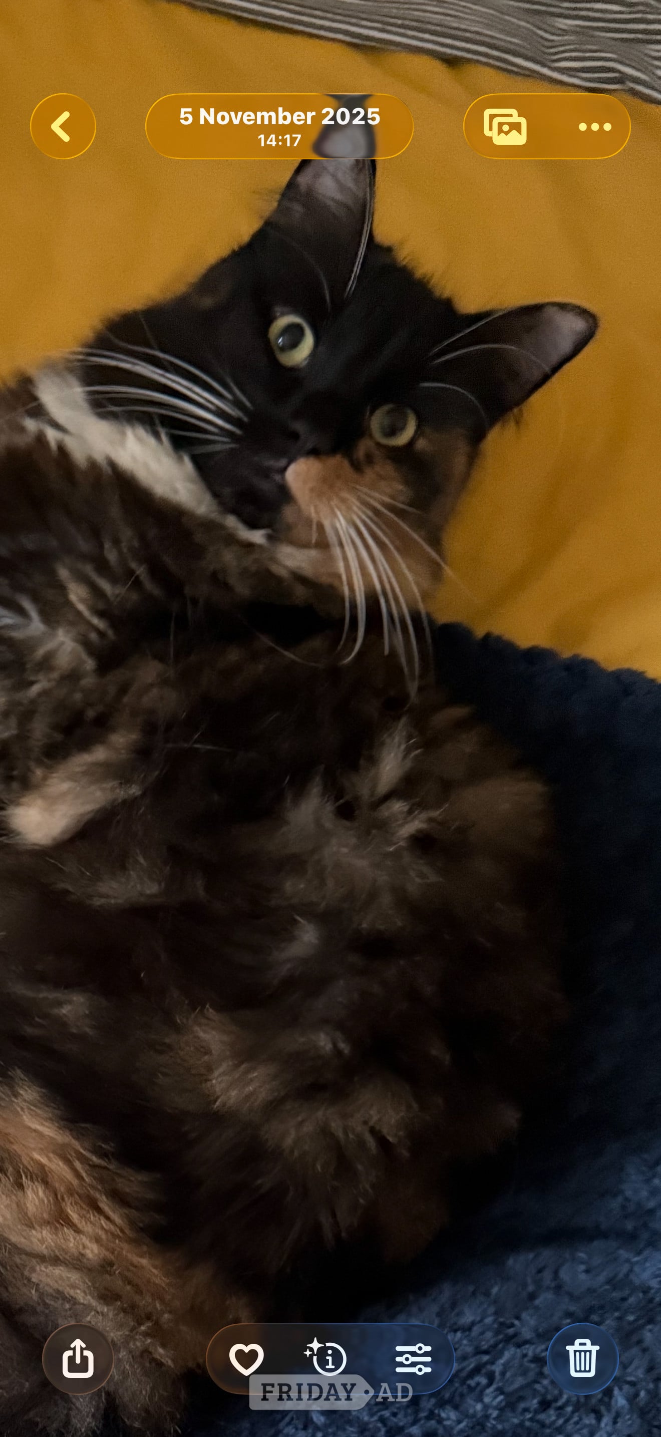 Beautiful female fluffy cat