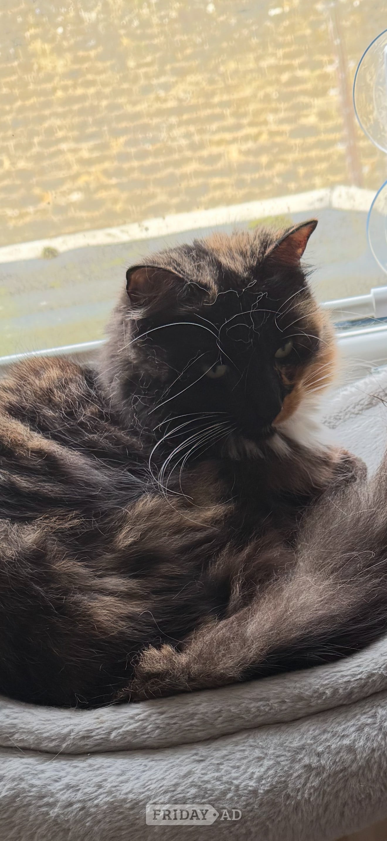 Beautiful female fluffy cat in Hastings