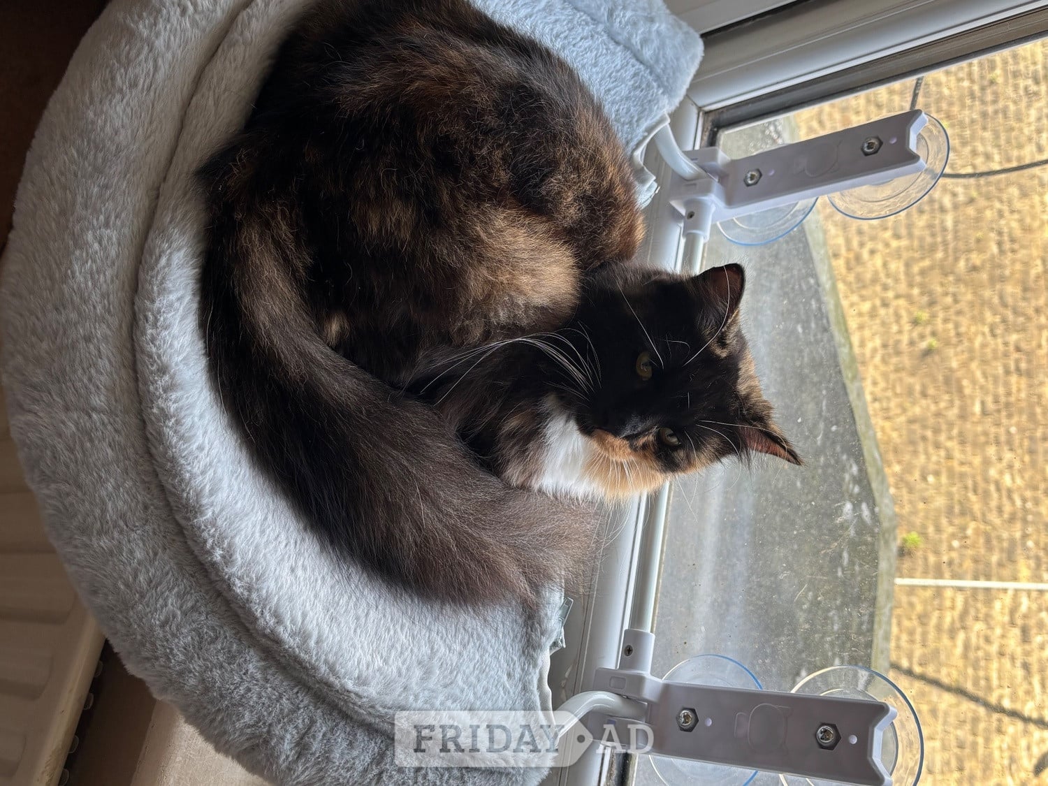 Beautiful female fluffy cat - Cats & Kittens in Hastings