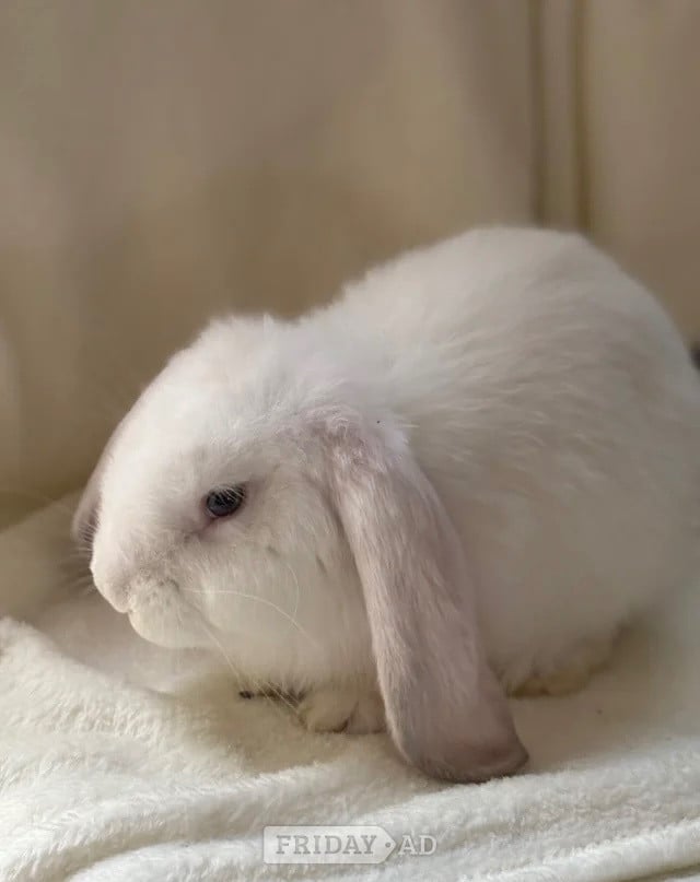 Gorgeous French lop babies