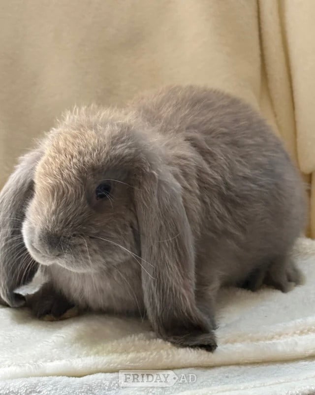Axbridge Gorgeous French lop babies