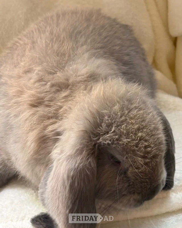 Gorgeous French lop babies - Rabbits in Axbridge