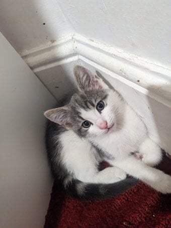 FREE KITTENS! Birmingham collection 