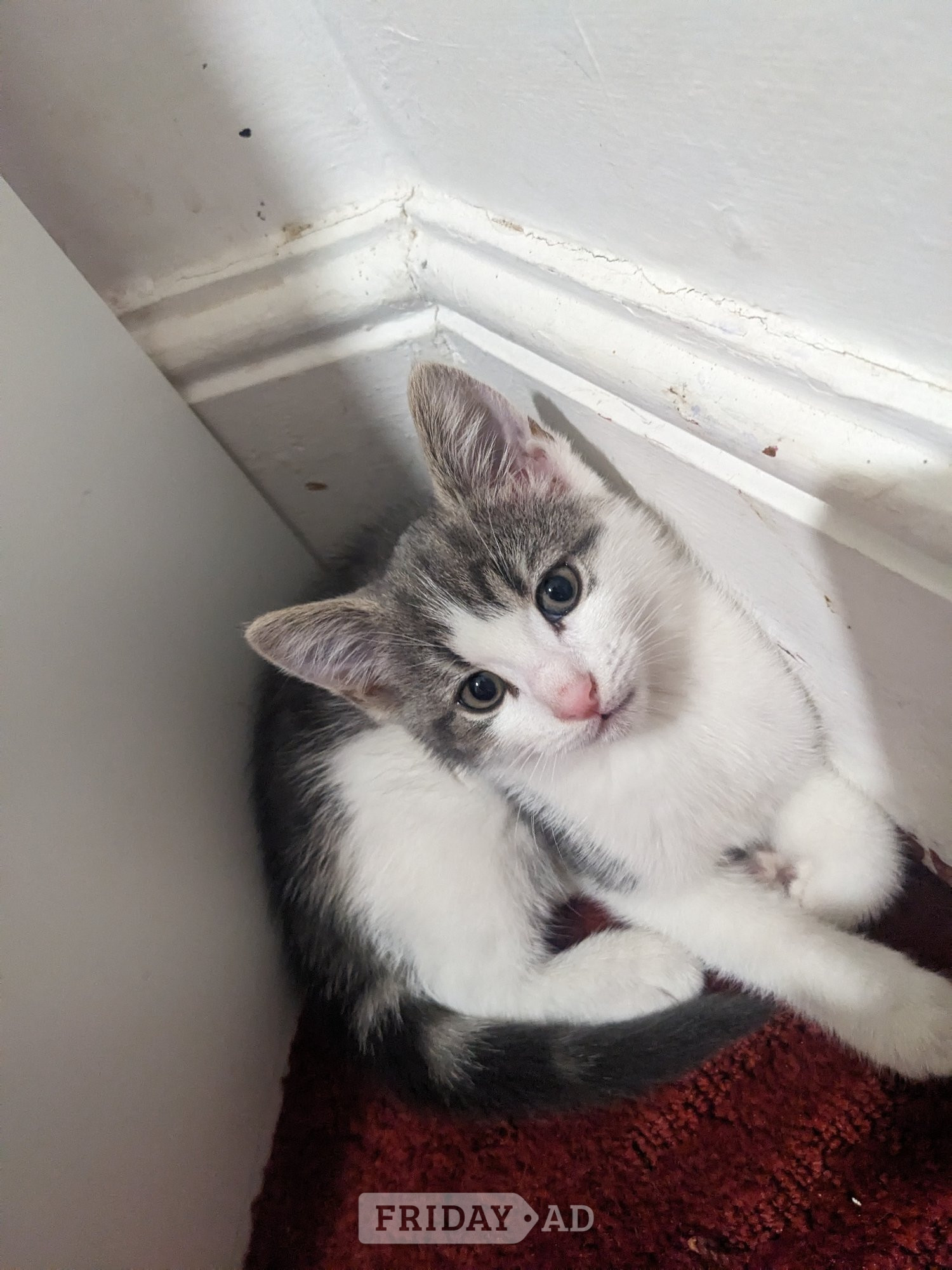 FREE KITTENS! Birmingham collection  in Birmingham