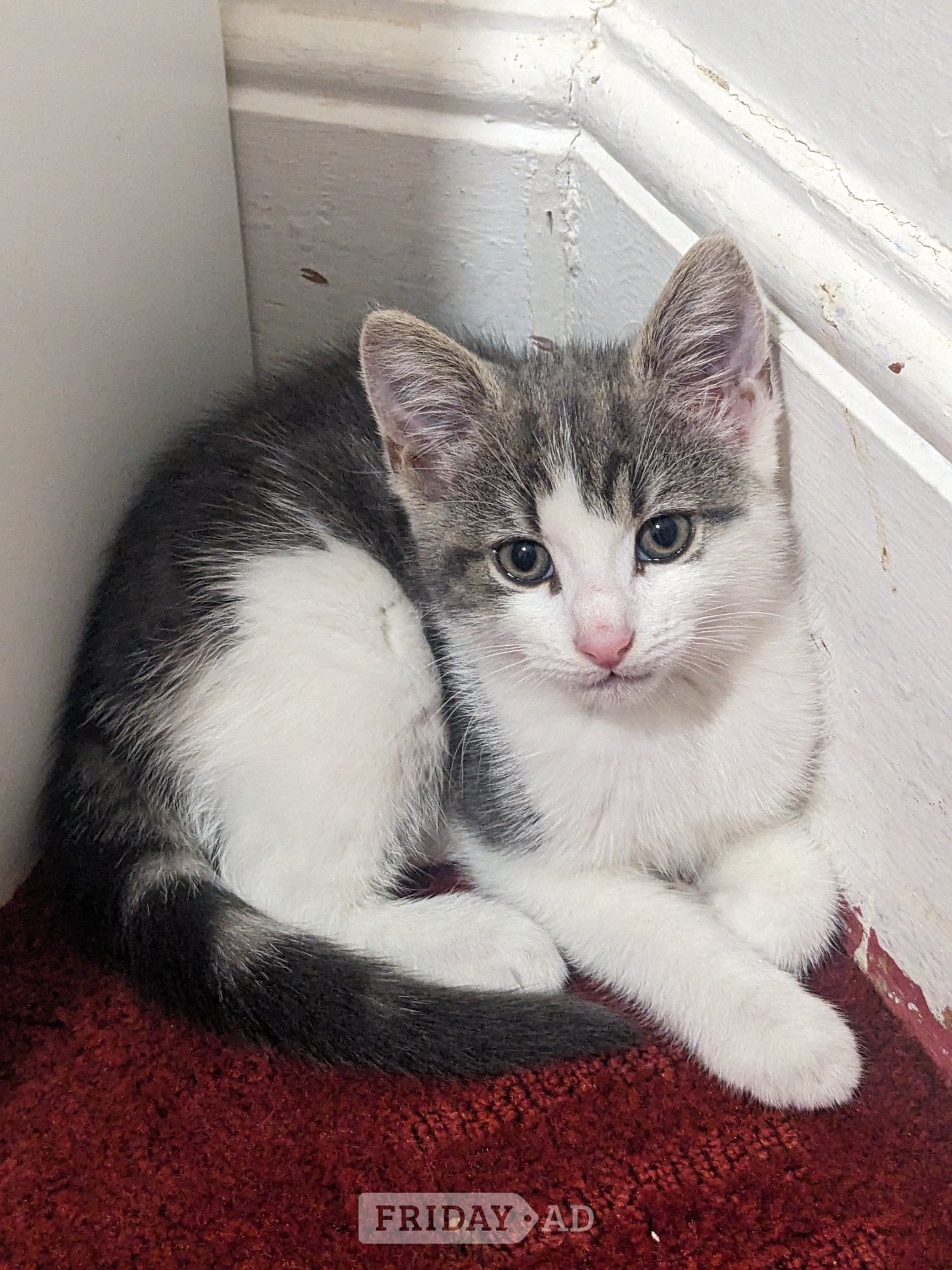 FREE KITTENS! Birmingham collection 
