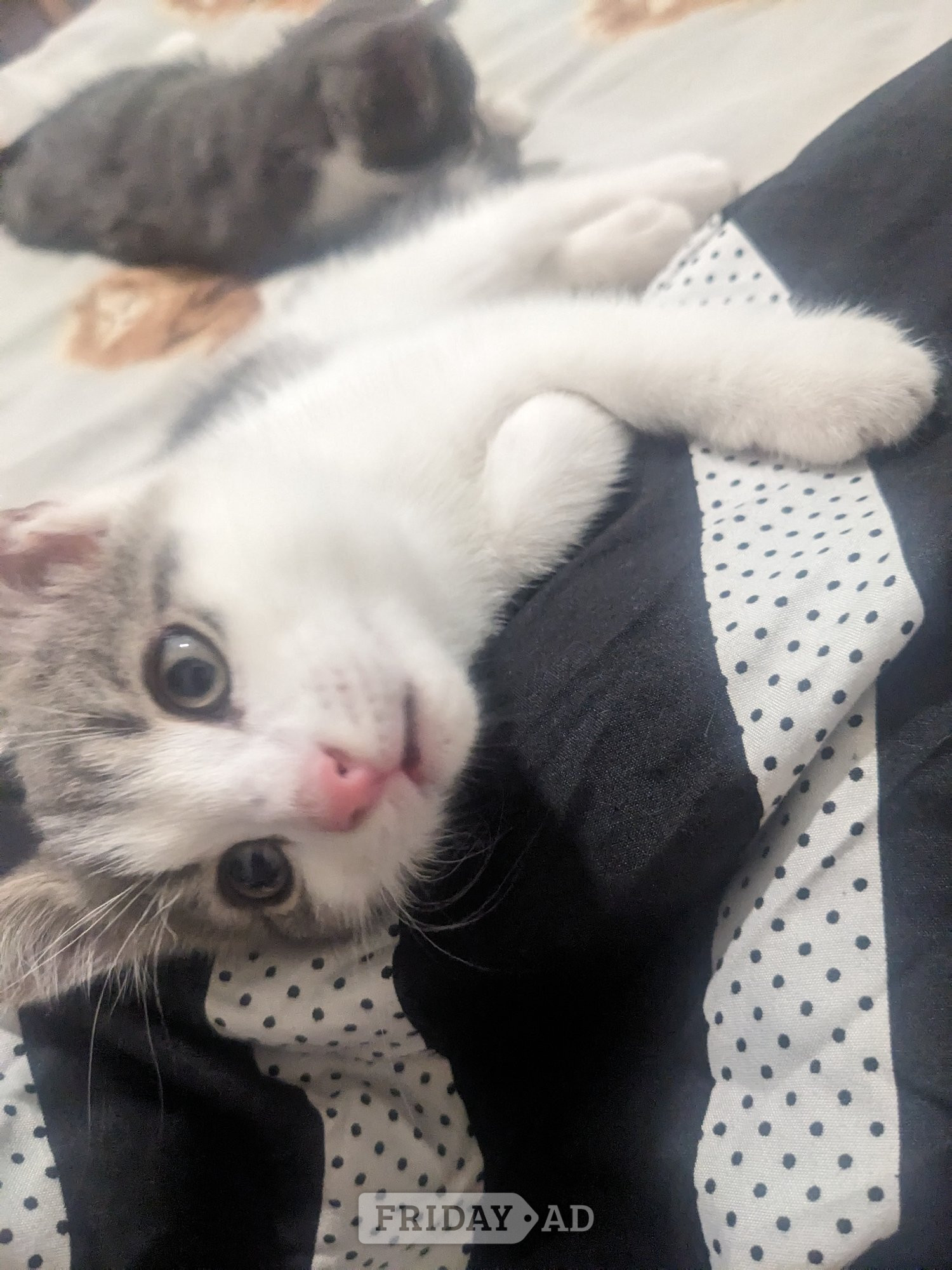Birmingham FREE KITTENS! Birmingham collection 