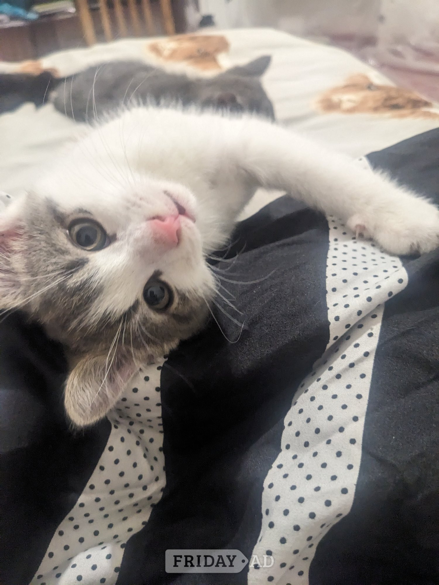 FREE KITTENS! Birmingham collection  - Cats & Kittens in Birmingham