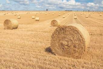 hay and straw