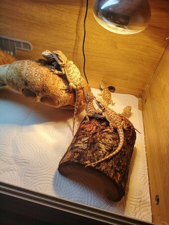 Baby bearded dragons 10 weeks old 