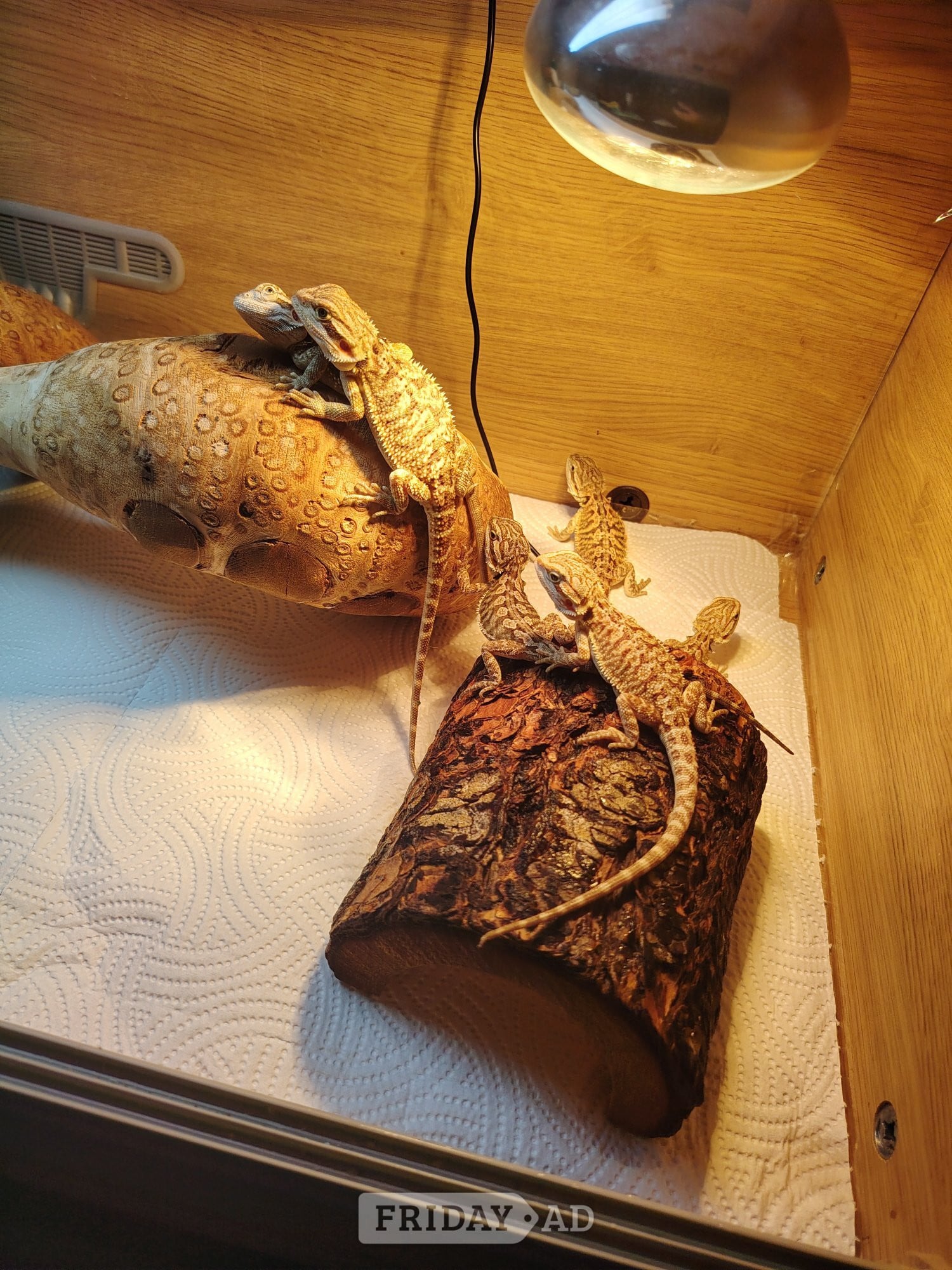 Baby bearded dragons 10 weeks old  in Leicester