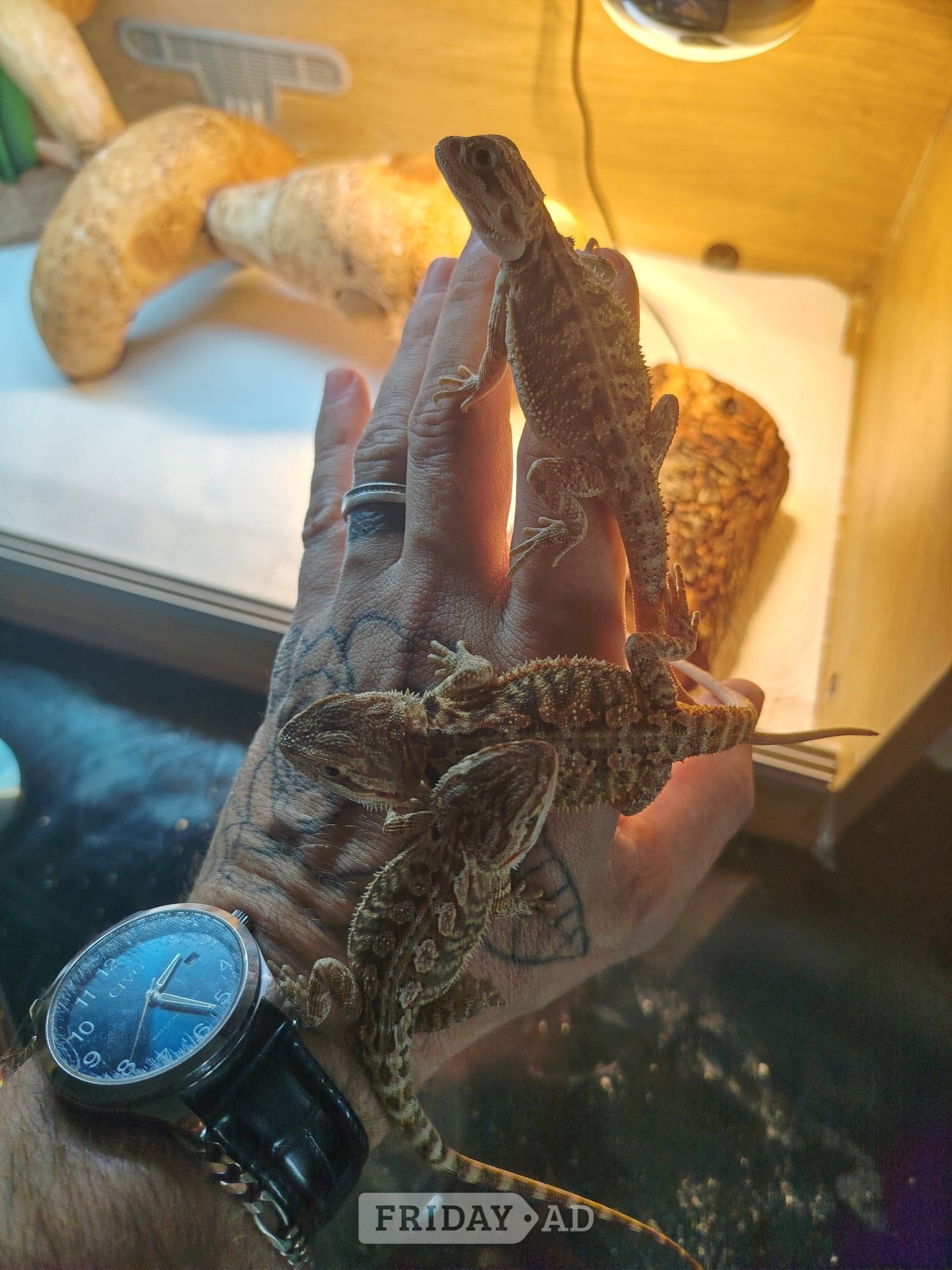 Baby bearded dragons 10 weeks old 