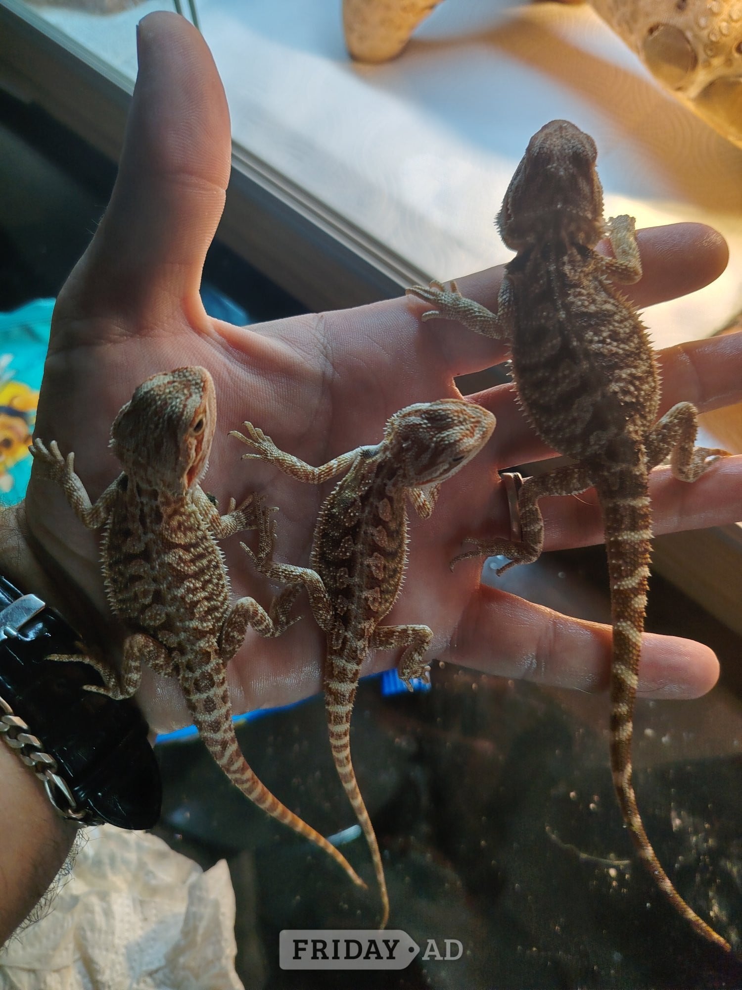 Leicester Baby bearded dragons 10 weeks old 