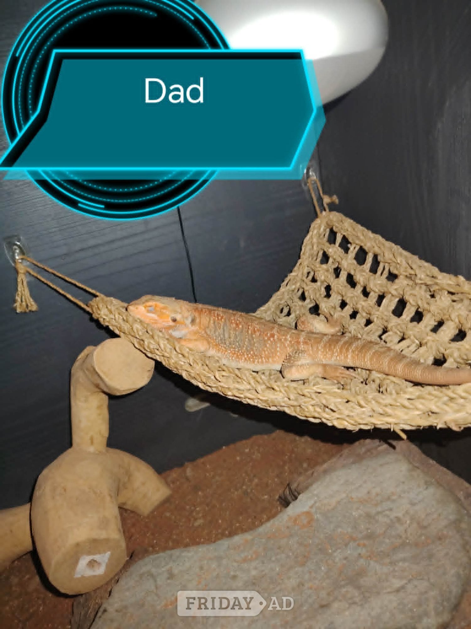 Baby bearded dragons 10 weeks old  - Reptiles & Amphibians