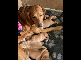Fox Red Golden Retriever Puppies KC registered and health tested parents 