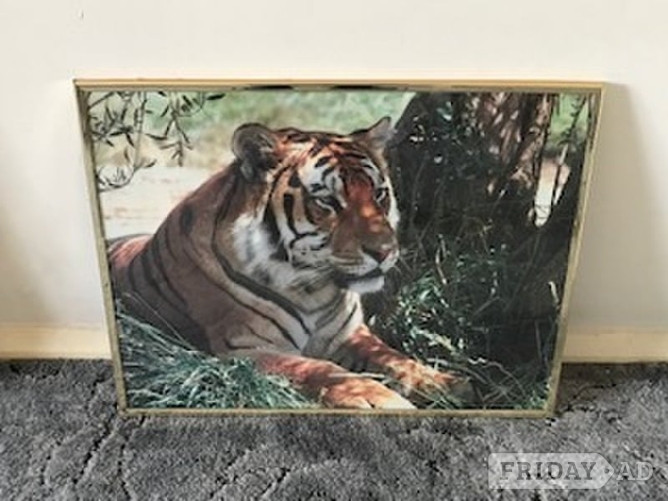 Tiger Gold Coloured Frame in Burgess Hill