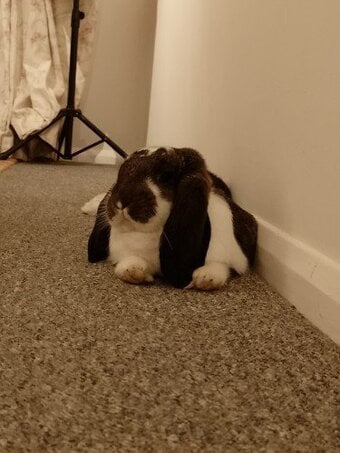 Stunning steel butterfly french lop doe