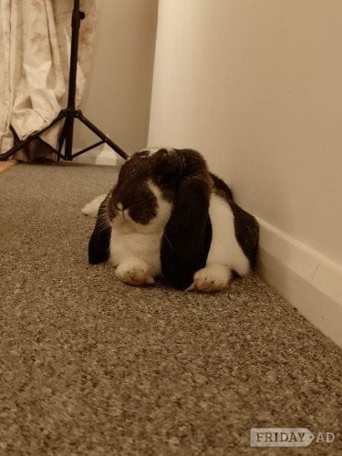 Stunning steel butterfly french lop doe in Hastings