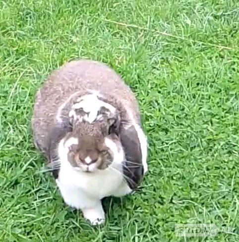 Hastings Stunning steel butterfly french lop doe