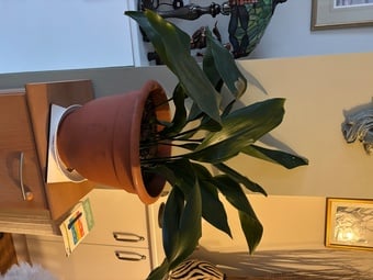 Large healthy aspidistra 