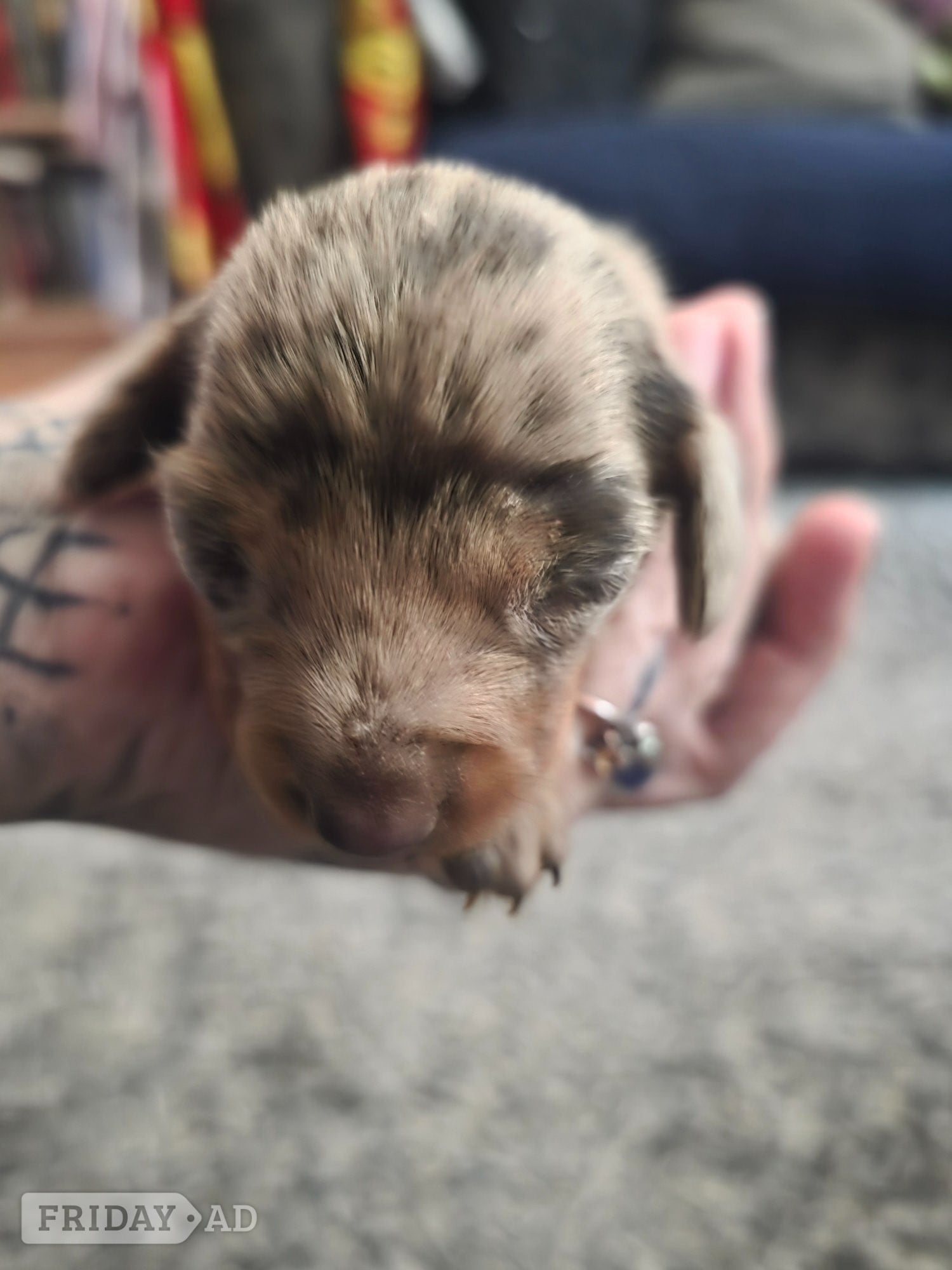 Stunning Chocolate Dapple Miniature Dachshund Puppy in Cambridge