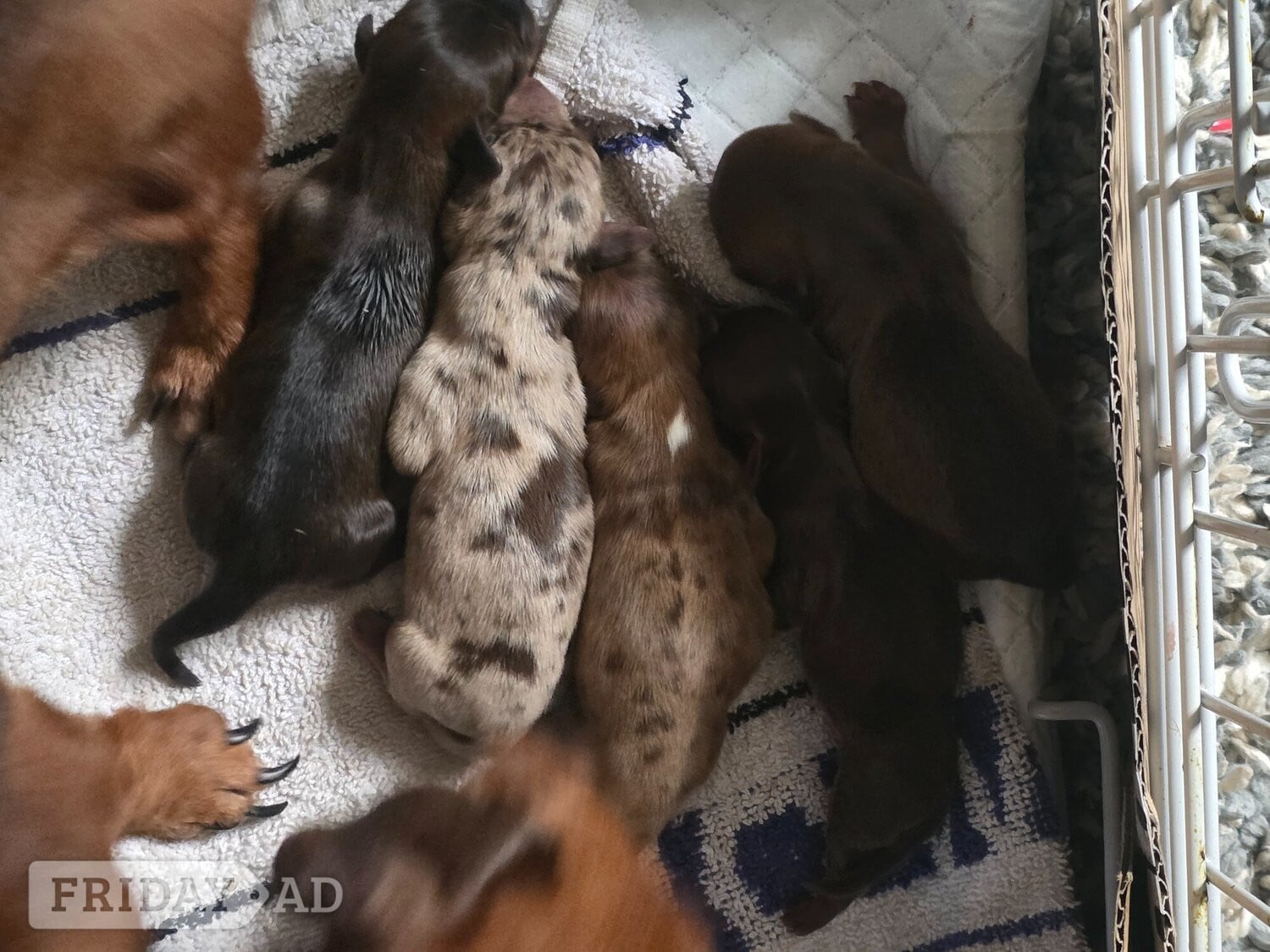 Cambridge Stunning Chocolate Dapple Miniature Dachshund Puppy