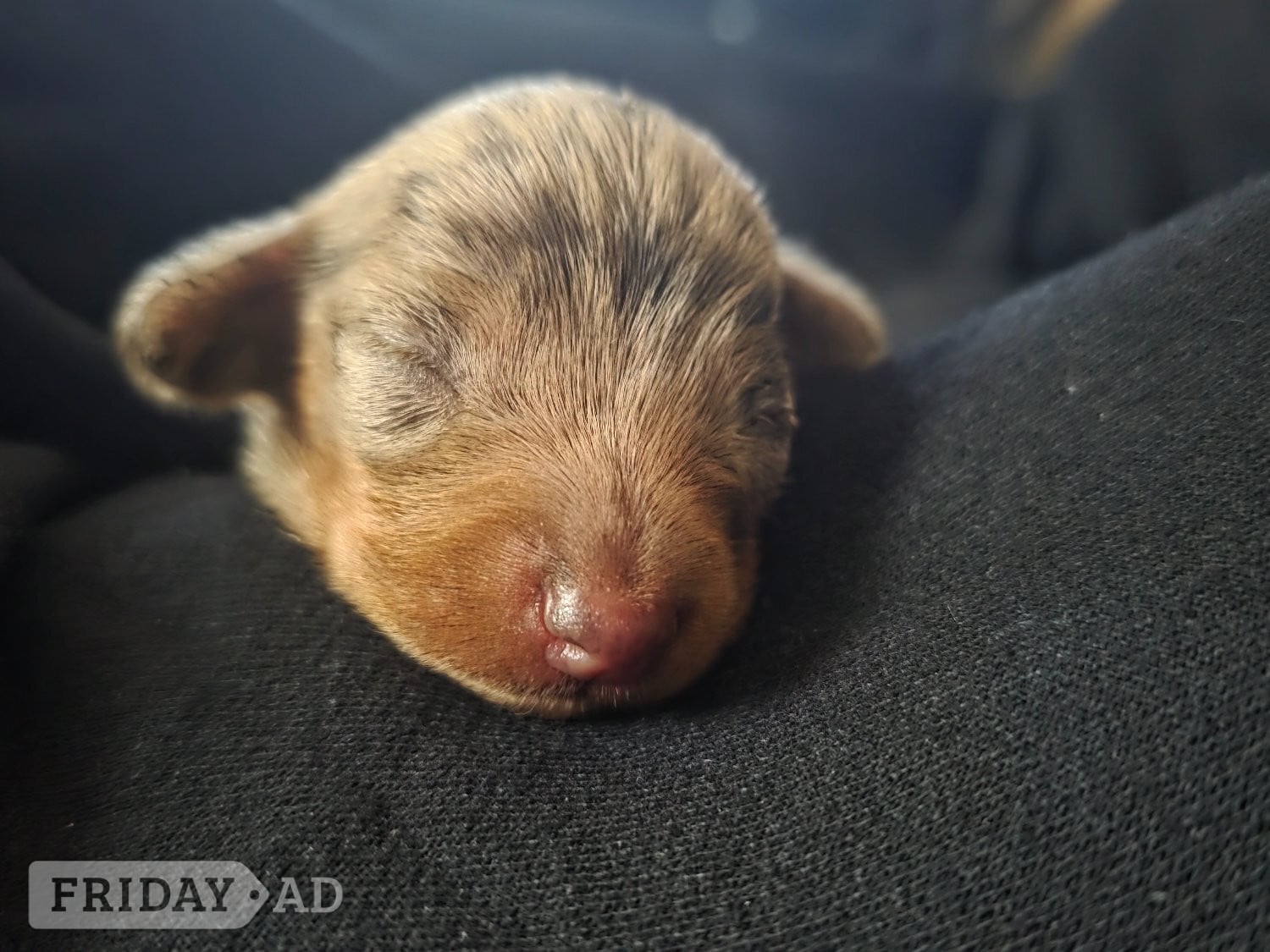Stunning Chocolate Dapple Miniature Dachshund Puppy - Dogs & Puppies in Cambridge