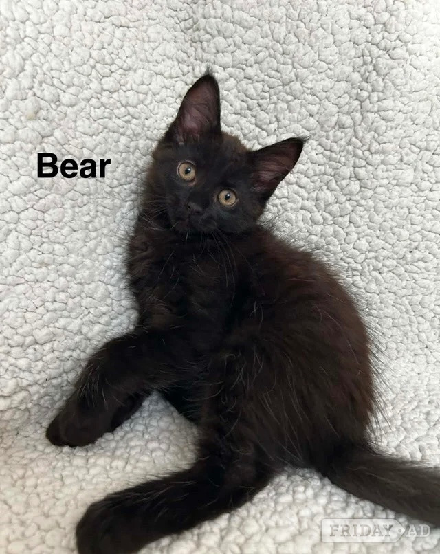 Maine Coon kittens in Barnet