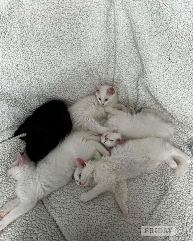 Maine Coon kittens
