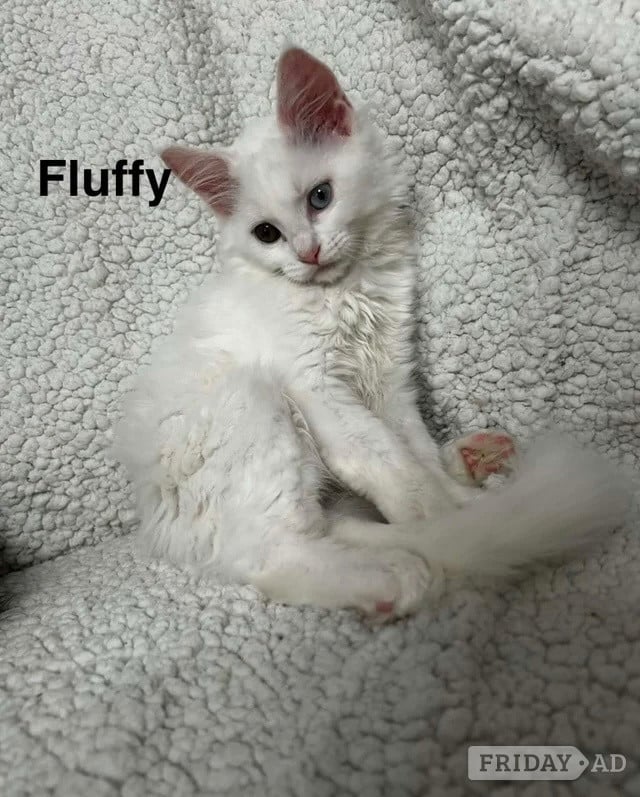 Barnet Maine Coon kittens