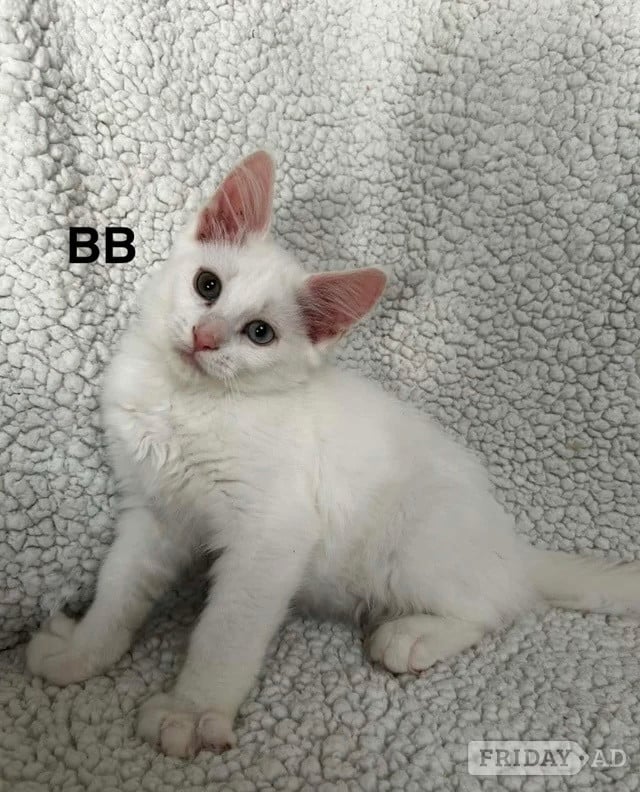 Maine Coon kittens - Cats & Kittens in Barnet