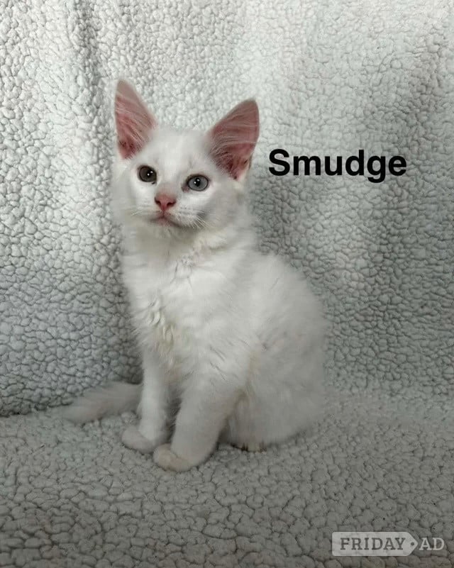 Maine Coon kittens - Cats & Kittens