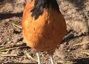 Day old chicks to POL Hens for sale...