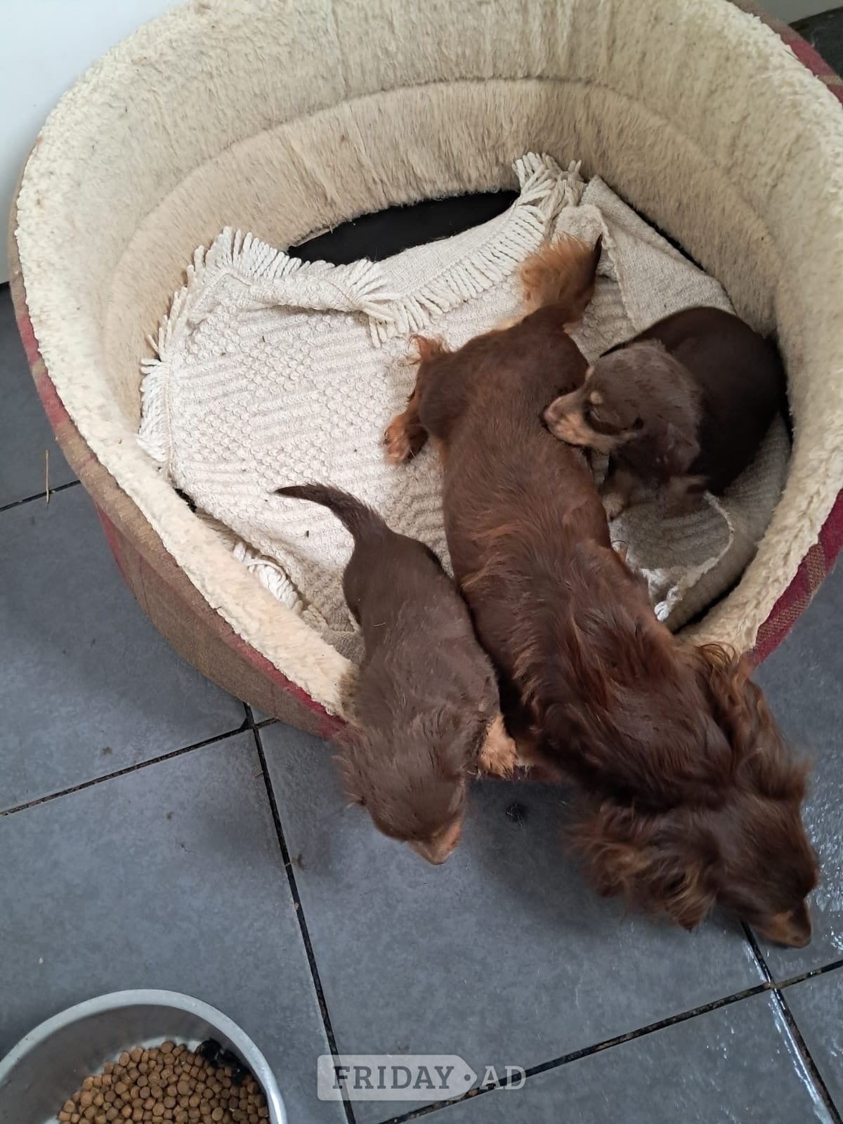 Beautiful long haired Dachshund puppies in Malton
