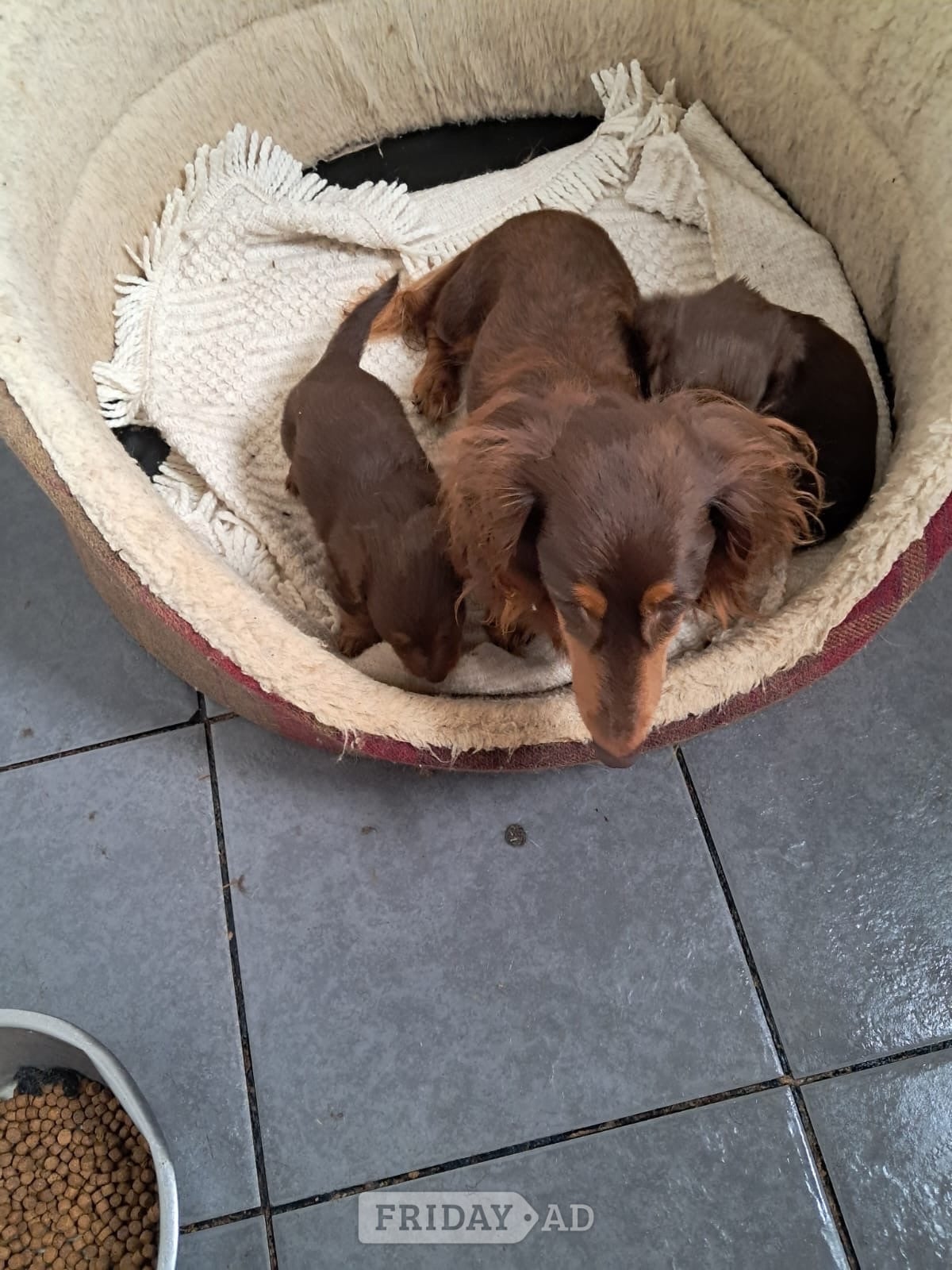 Beautiful long haired Dachshund puppies
