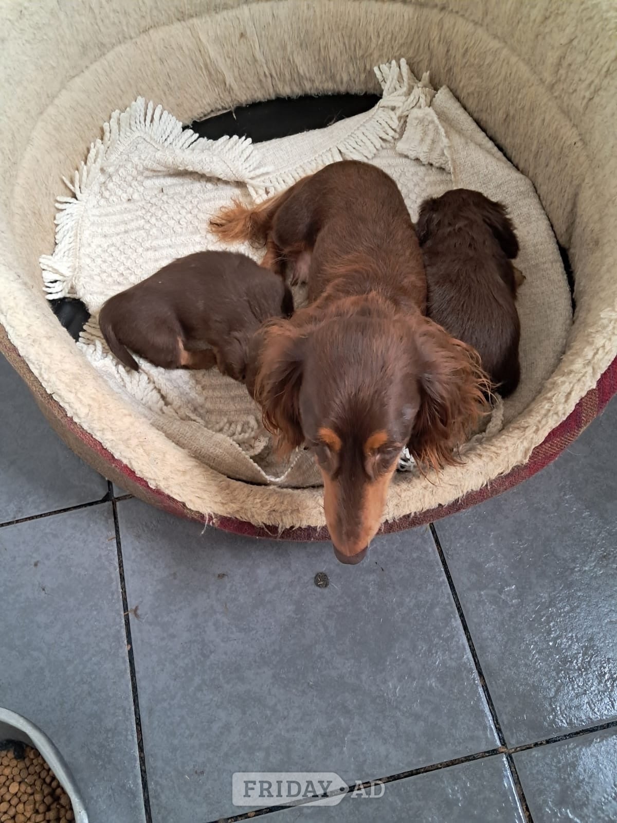 Malton Beautiful long haired Dachshund puppies