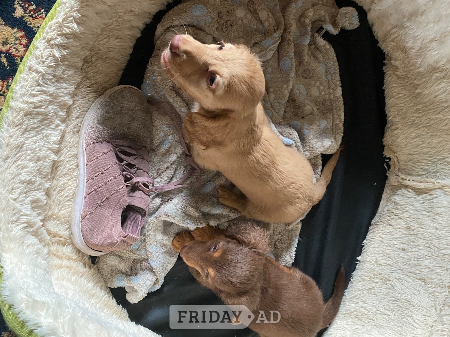 Beautiful long haired Dachshund puppies - Dogs & Puppies in Malton