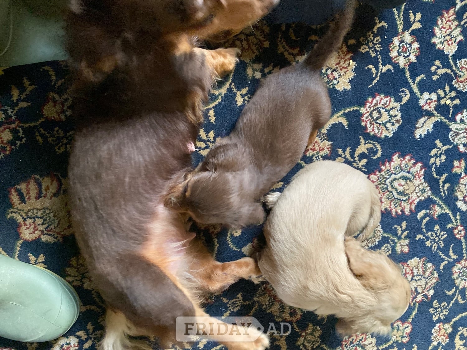 Beautiful long haired Dachshund puppies - Dogs & Puppies