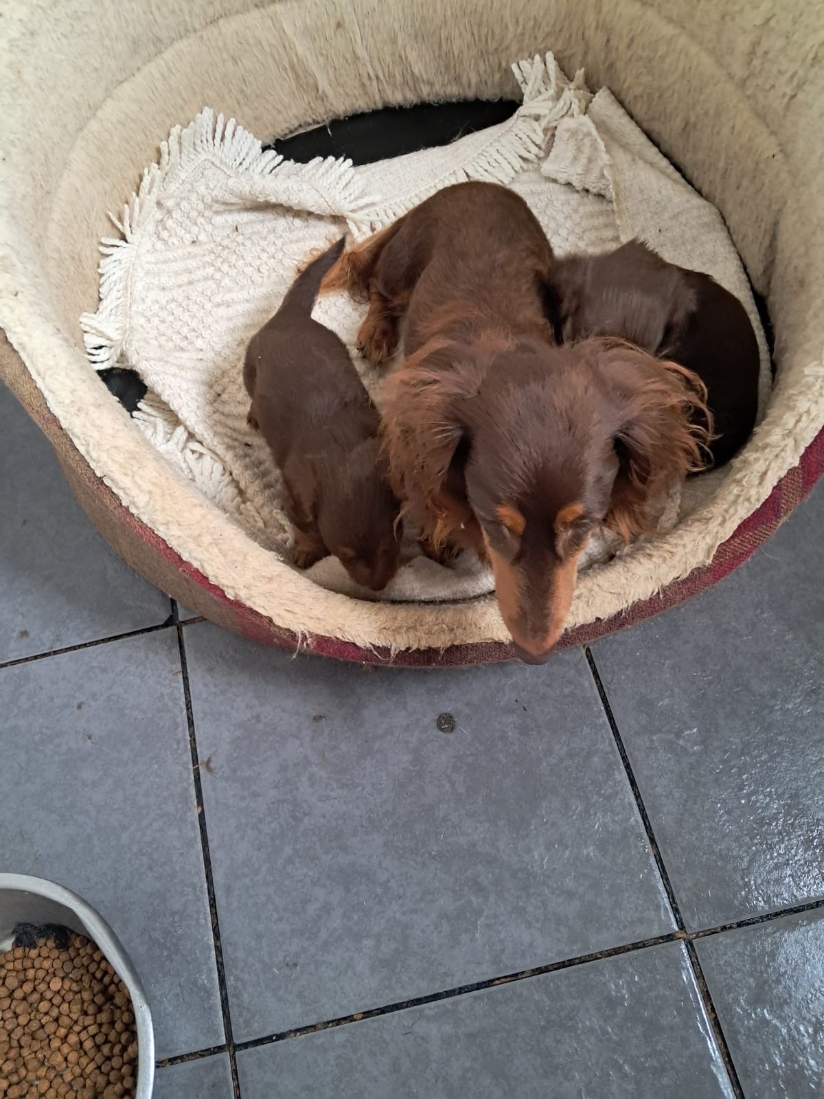 Beautiful long haired Dachshund puppies