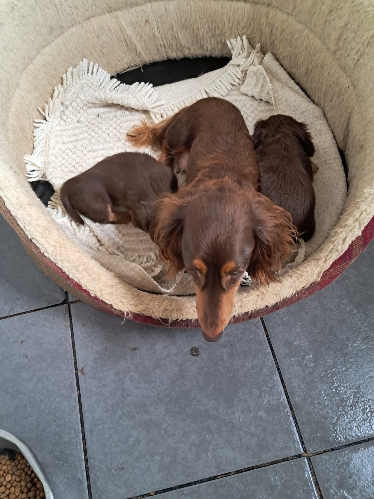 Malton Beautiful long haired Dachshund puppies