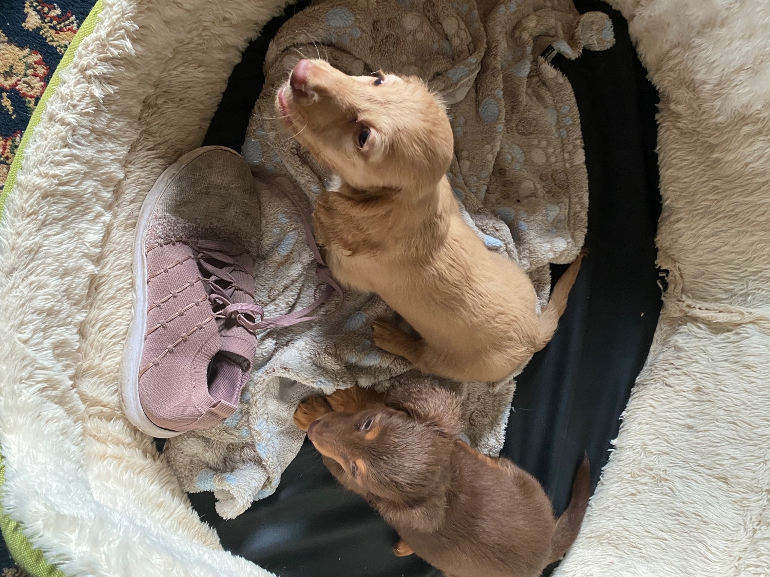 Beautiful long haired Dachshund puppies - Dogs & Puppies in Malton