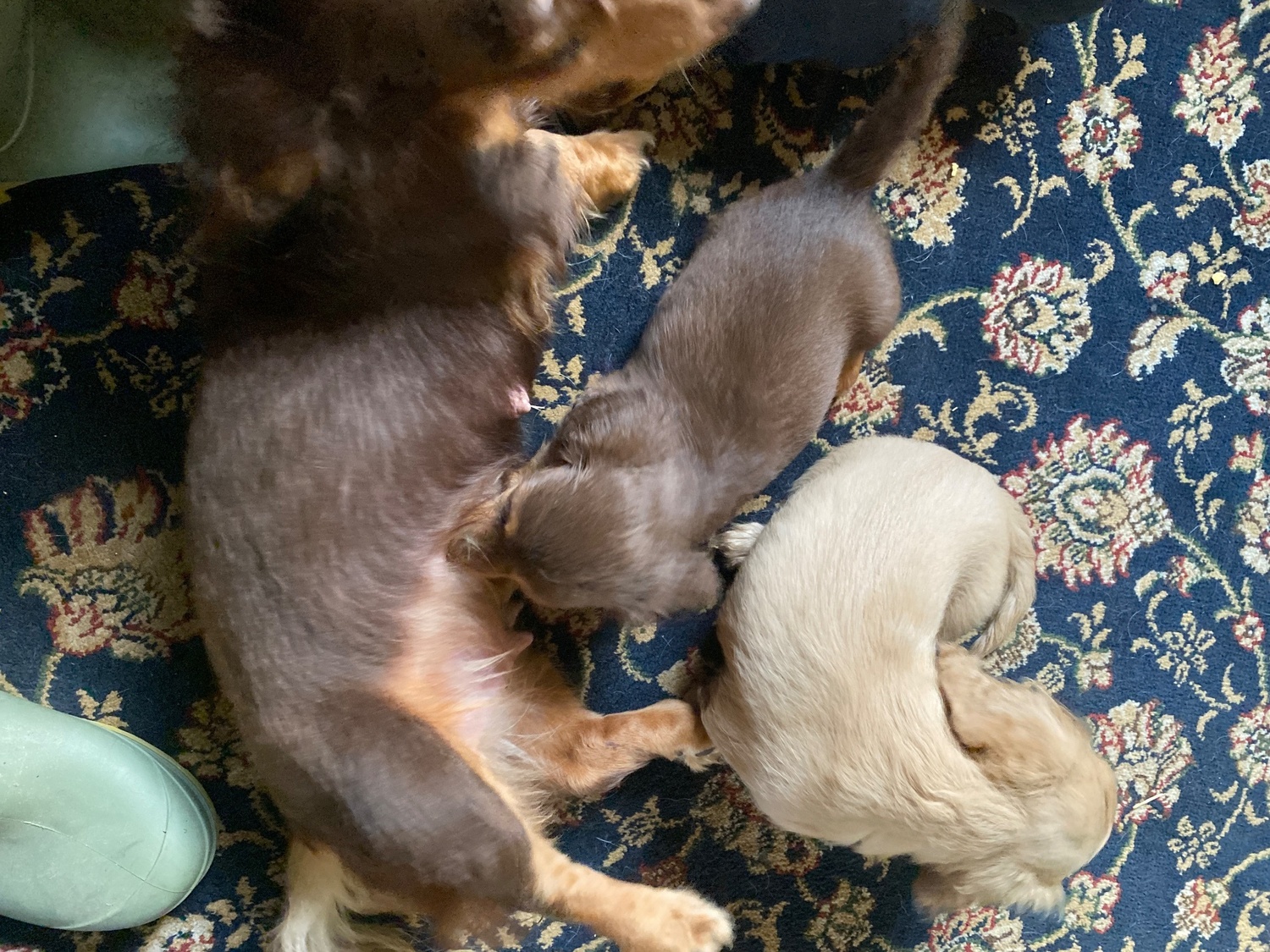 Beautiful long haired Dachshund puppies - Dogs & Puppies